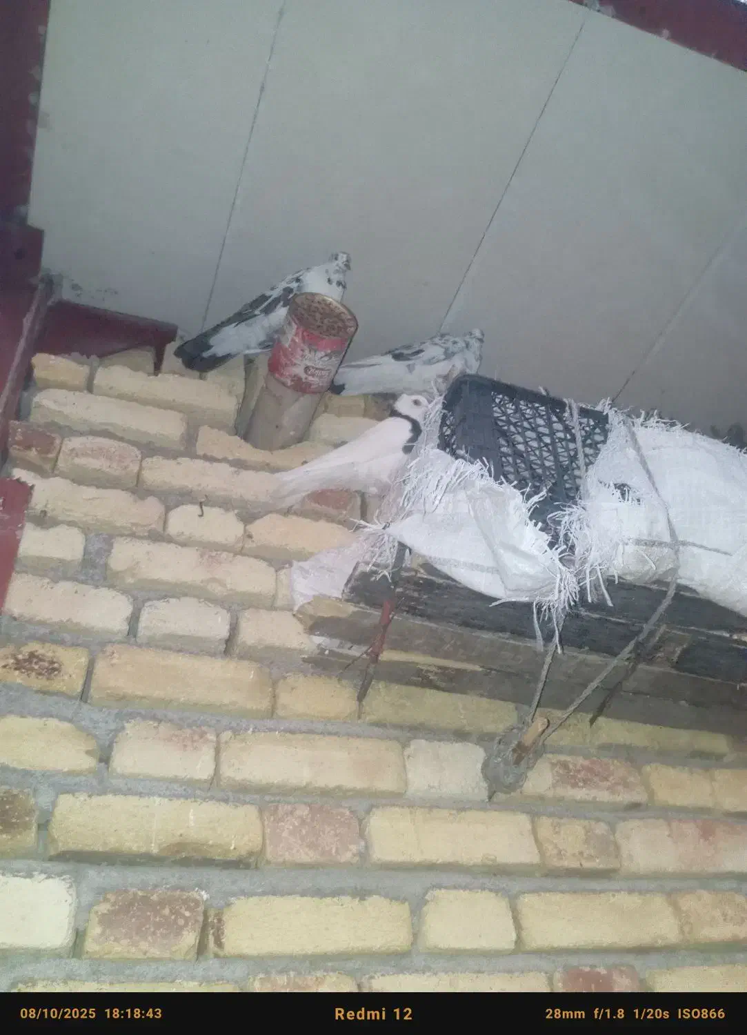 تخفیف پای معامله|پرنده|جوانرود, |دیوار