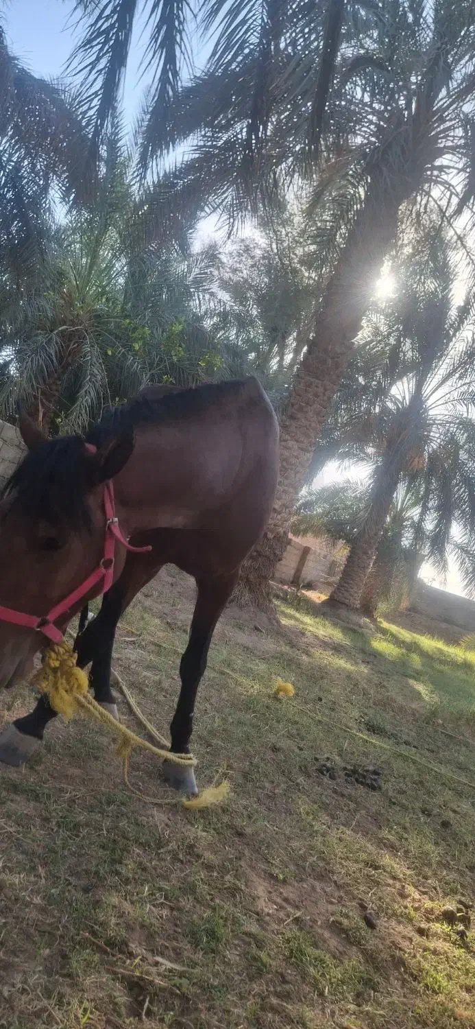 اسب نریون|اسب و تجهیزات اسبسواری|گنبکی, |دیوار