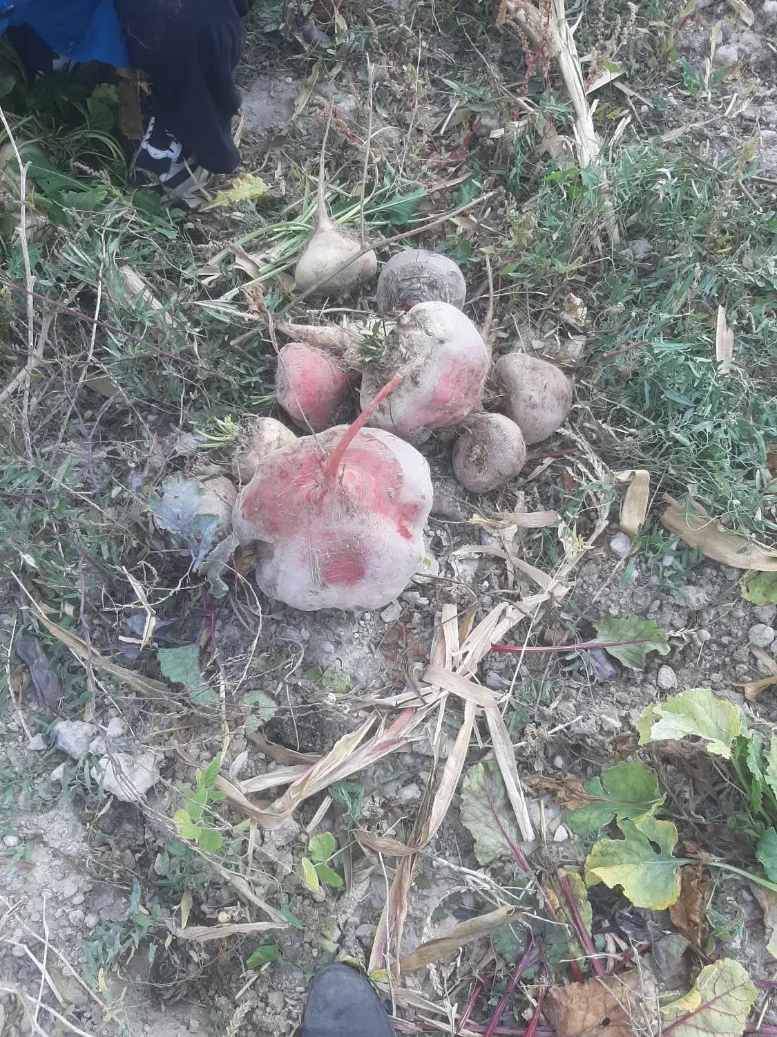 لبوپریخان|خوردنی و آشامیدنی|مشگین شهر, |دیوار