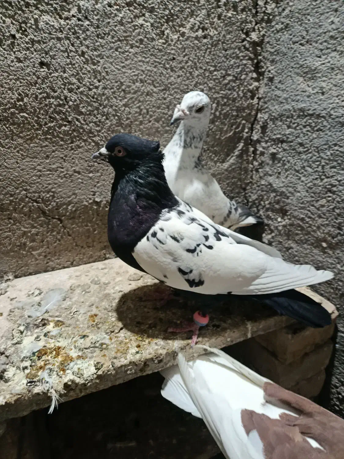 کبوتر|پرنده|چناران, |دیوار