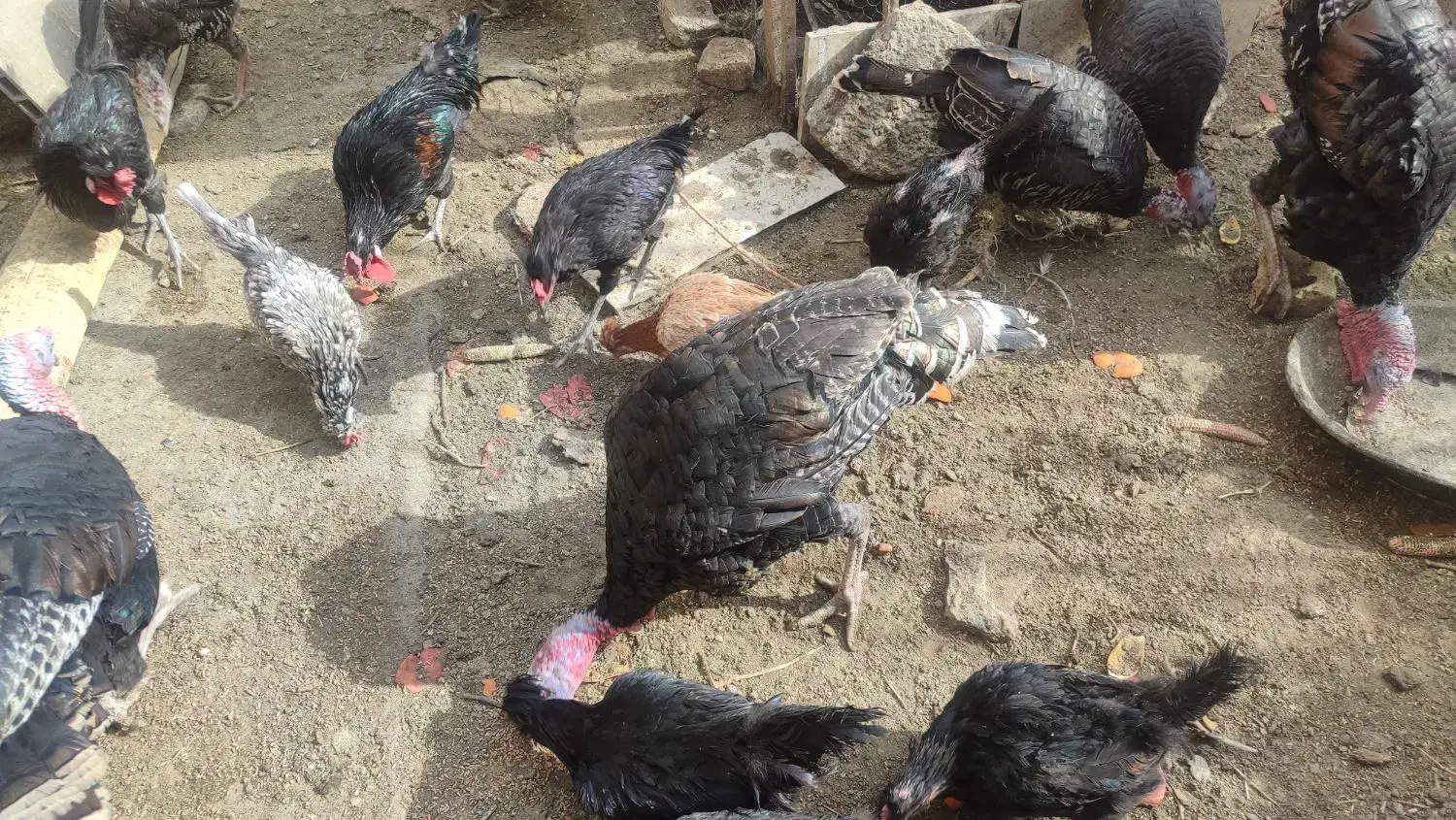 مرغ و بوقلمون|حیوانات مزرعه|رضویه, |دیوار