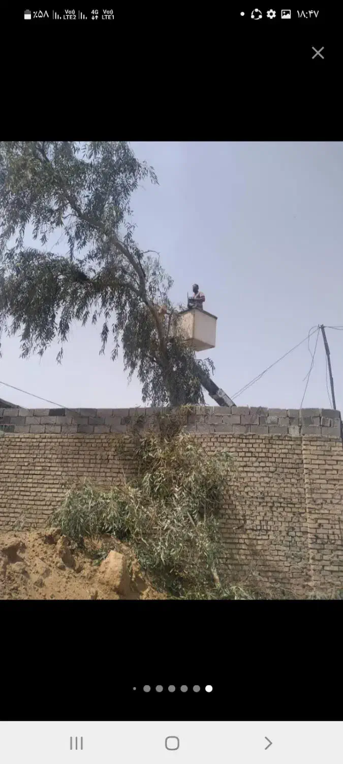 بریدن انواع درختان ونخل هرسکاری اره بالابر چمن نی|خدمات باغبانی و درختکاری|اهواز, پادادشهر|دیوار