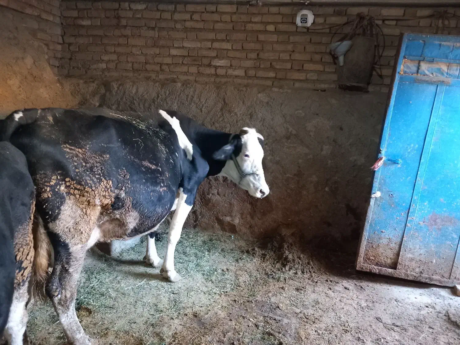 گاو سیمینتال و گوساله ماده شاروله|حیوانات مزرعه|بیلوار, |دیوار