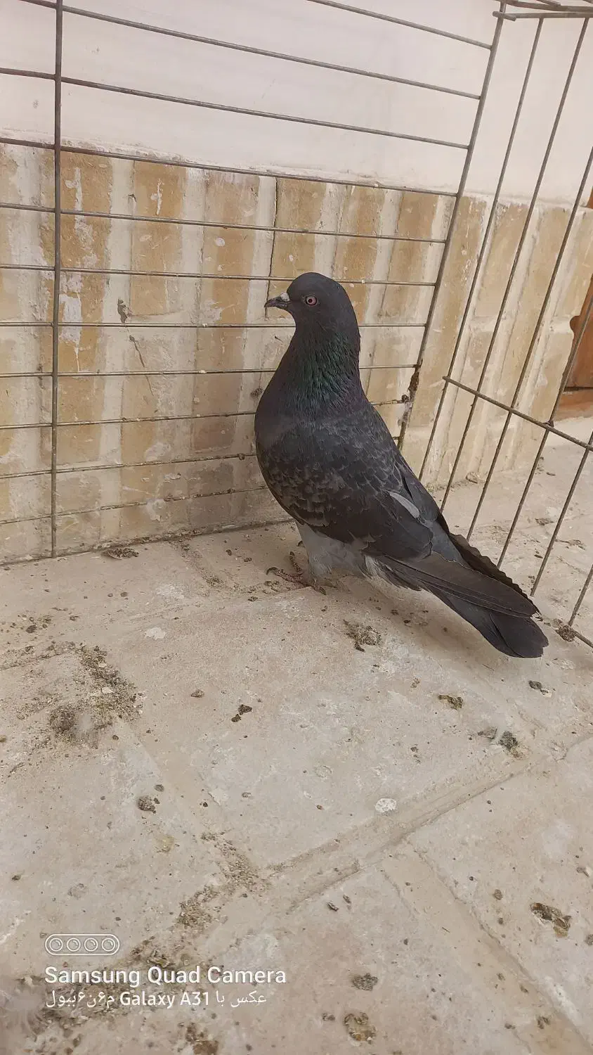 کبوتر سینه دم سیاه|پرنده|کاشان, شهرک فرهنگیان|دیوار