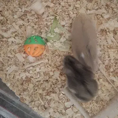 همستر‌جفت|موش و خرگوش|کرج, کرج نو|دیوار