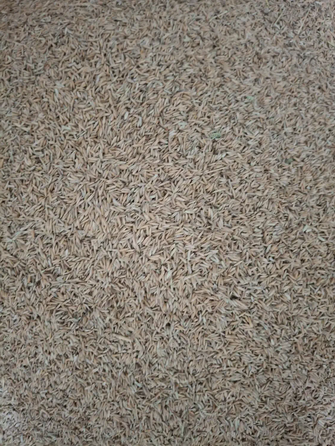 برنج|خوردنی و آشامیدنی|دهدشت, |دیوار