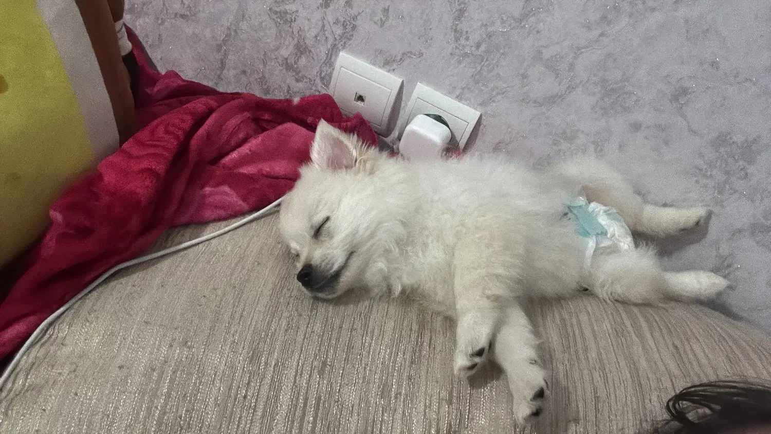 سگ با وسیله کامل و آموزش دیده|سگ|بندرعباس, |دیوار