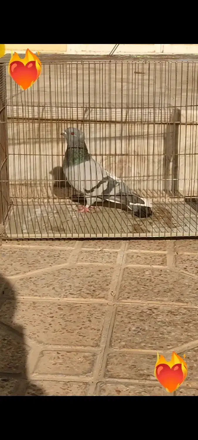 کبوتر موشی|پرنده|خمینی‌شهر, |دیوار