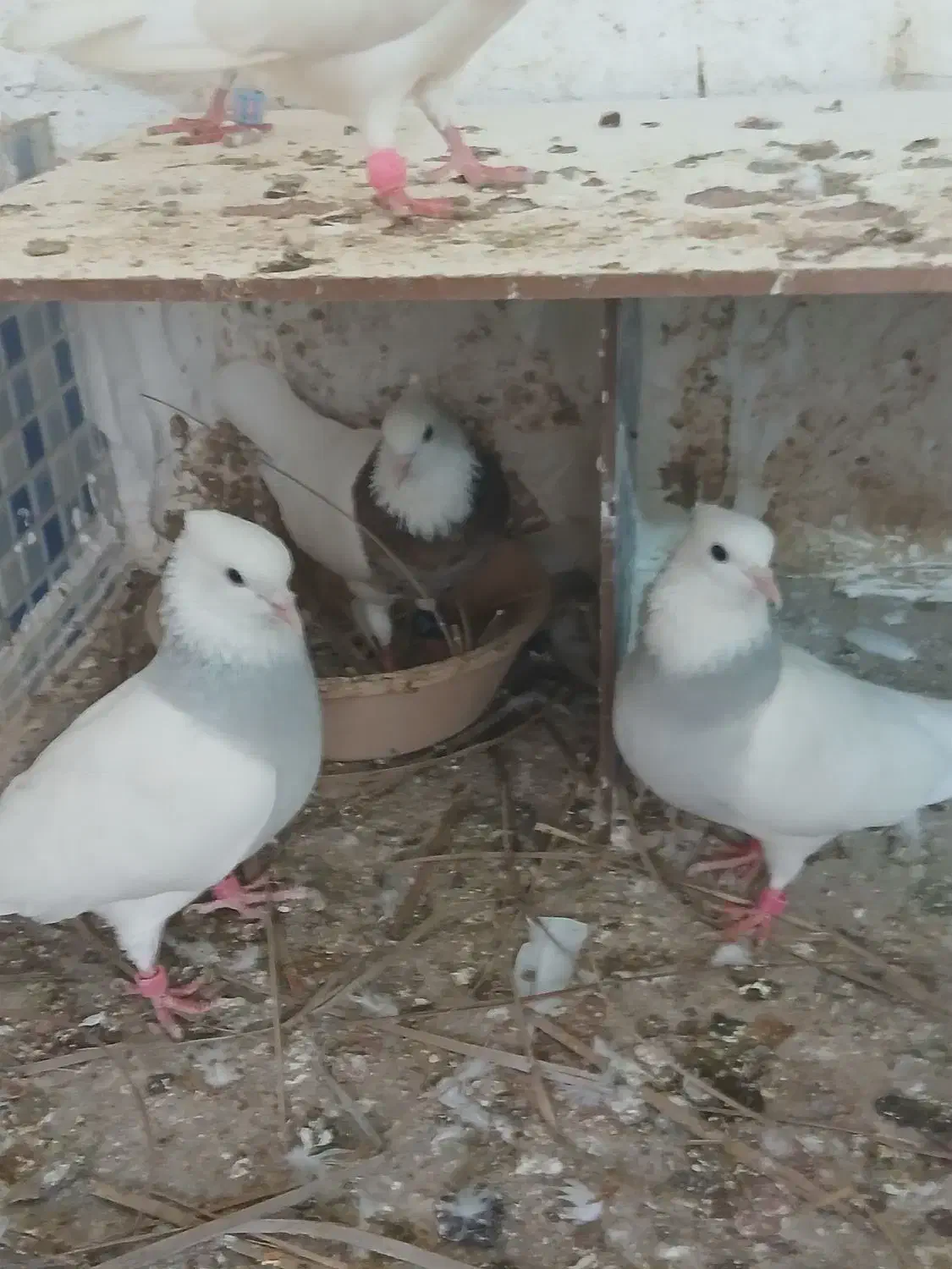 کبوتر|پرنده|بندر دیر, |دیوار