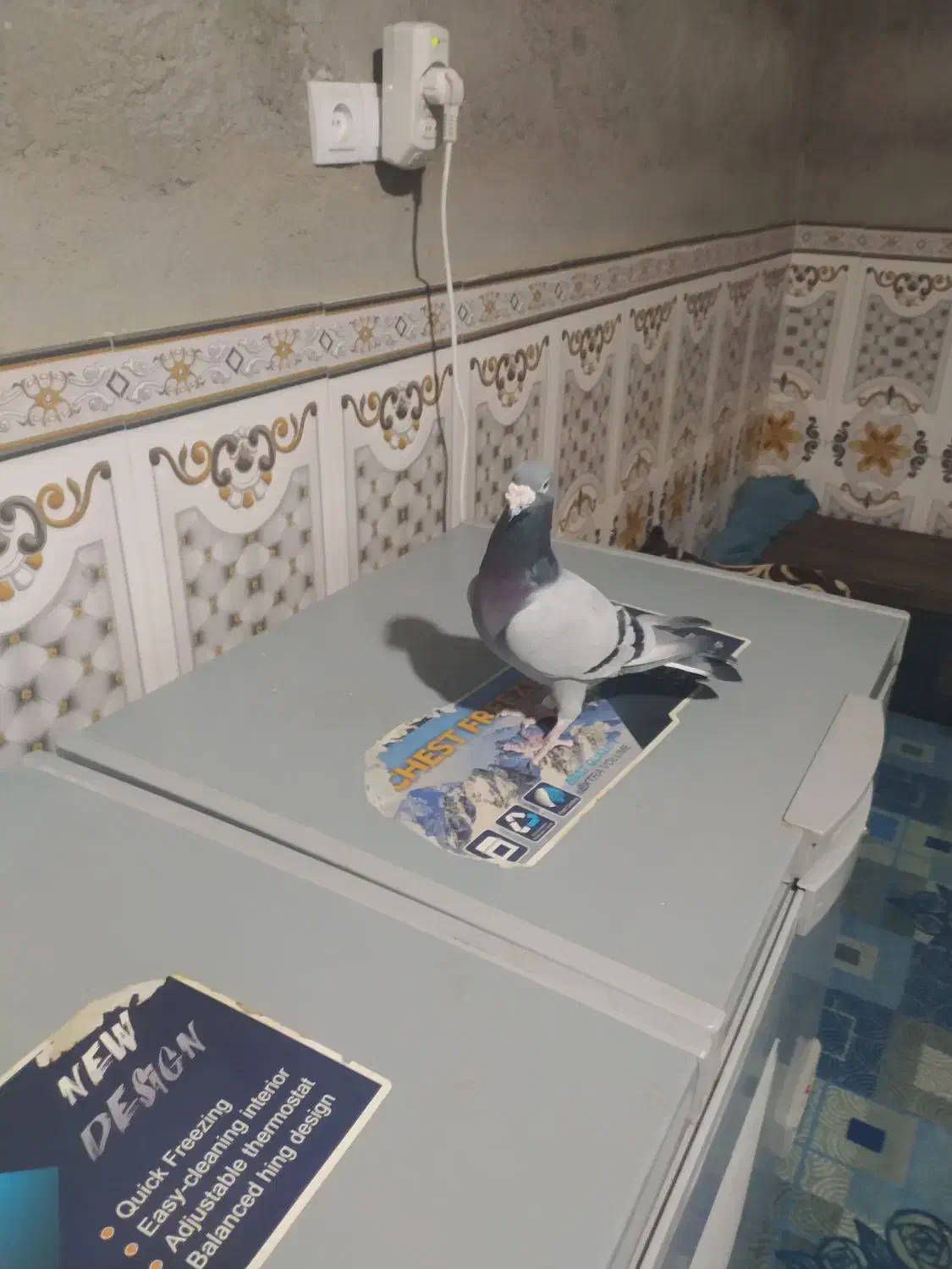 کیلومتری نر|پرنده|سراوان, |دیوار