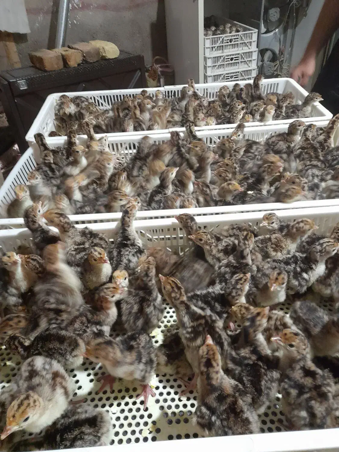 جوجه کشی تخم بوقلمون|خدمات پیشه و مهارت|تاکستان, |دیوار