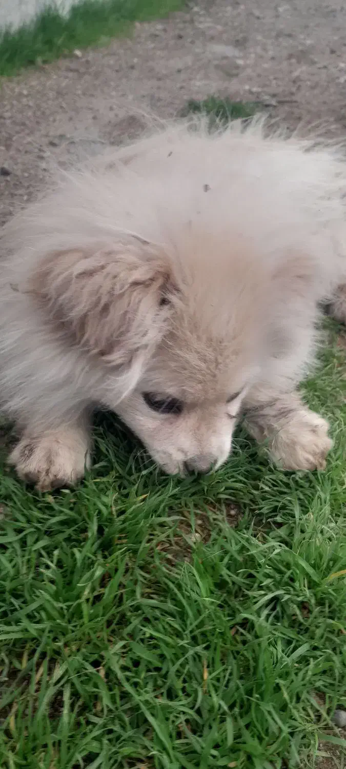 سگگ|سگ|خرم‌آباد, |دیوار