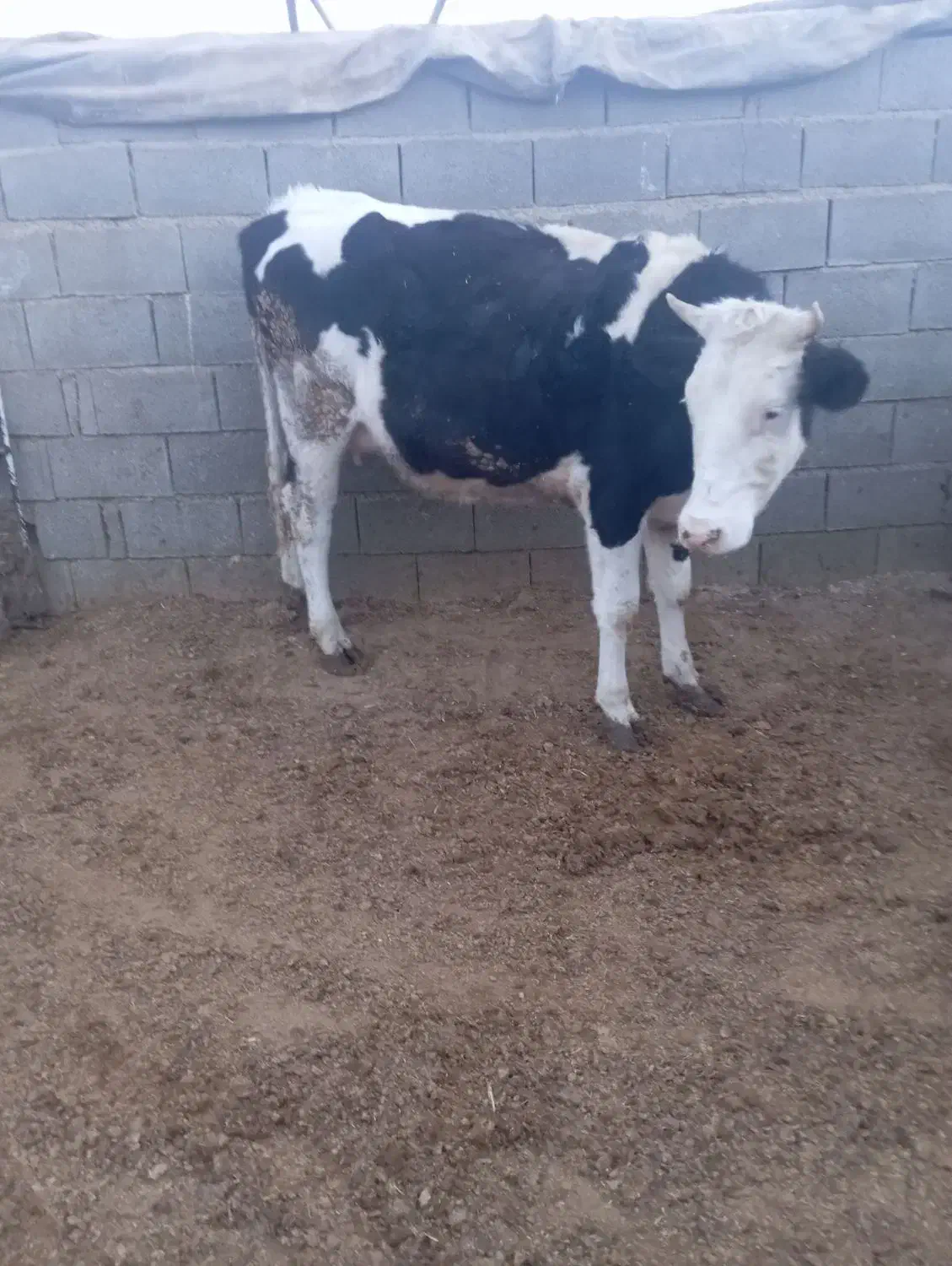 فروش نوبر سمینتال خالص  گاو  گوساله|حیوانات مزرعه|سده (فارس), |دیوار