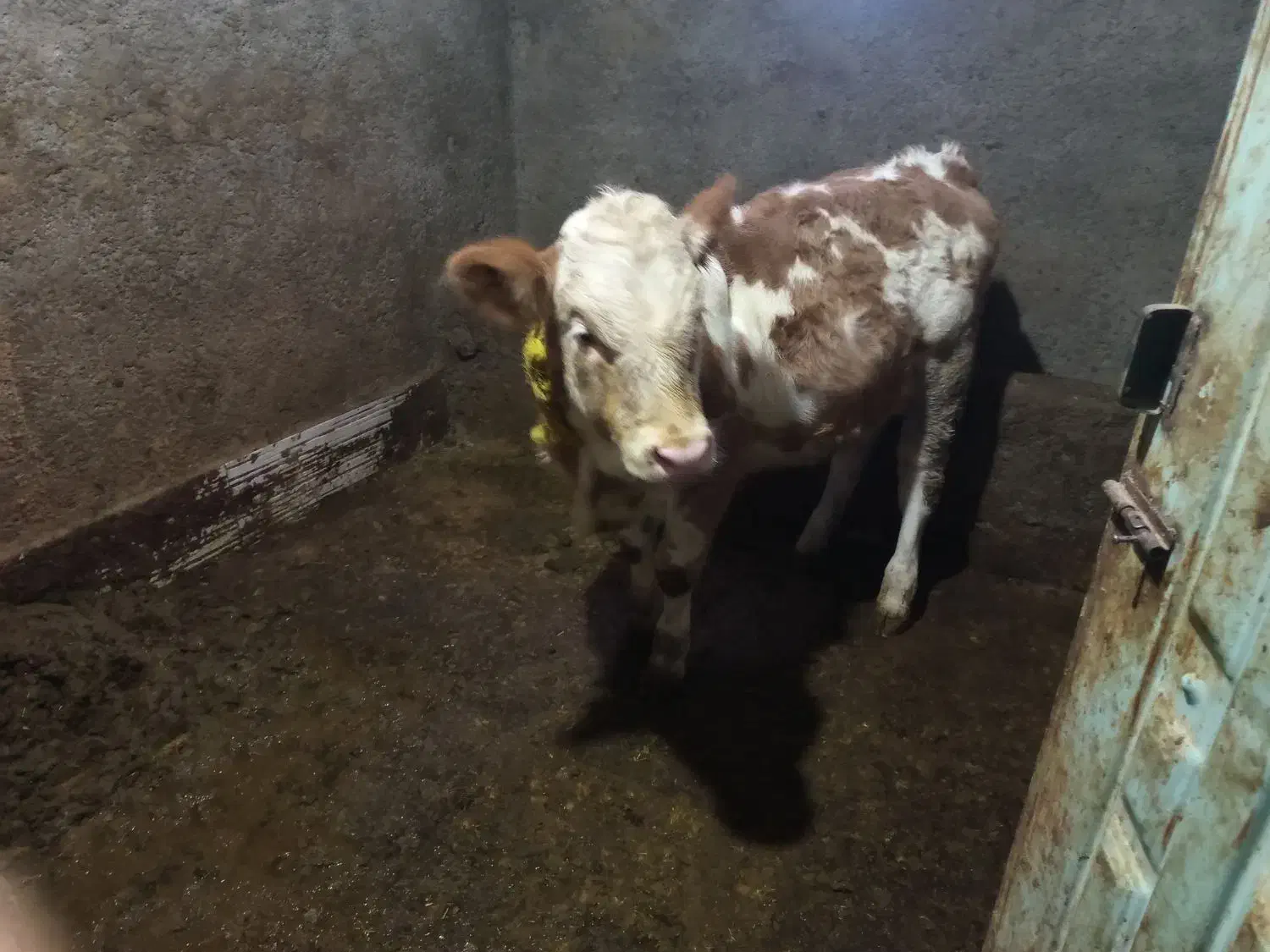 گوساله ماده|حیوانات مزرعه|مریوان, |دیوار