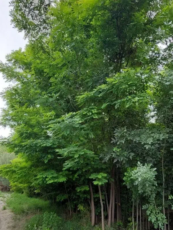 درخت نهال اقاقیا ۴تا۸متر ارتفاع مقاوم کم آبی وگرما|خدمات باغبانی و درختکاری|مشهد, سپاد|دیوار