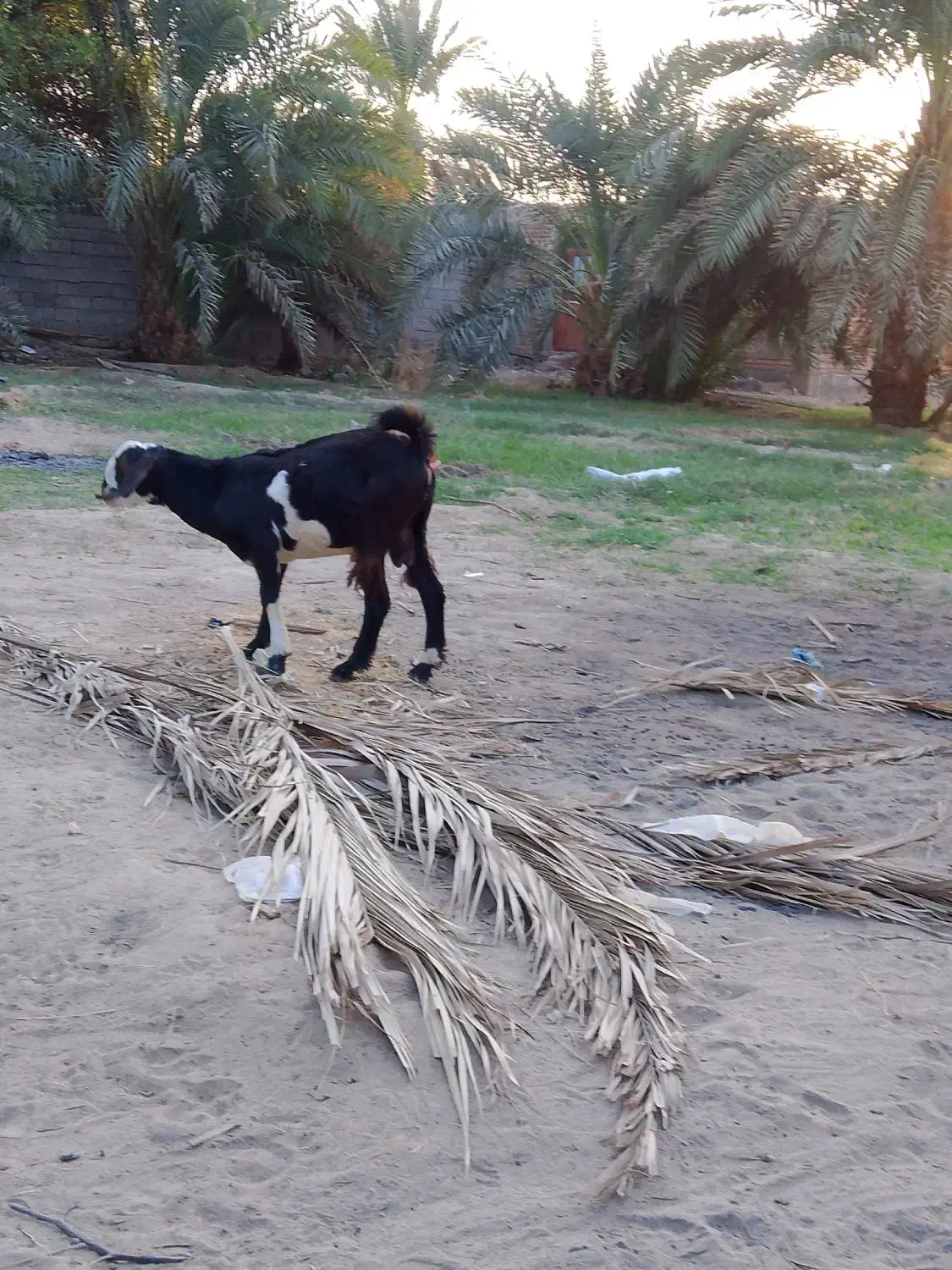 گوسفندفروشی قیمت18|حیوانات مزرعه|بمپور, |دیوار