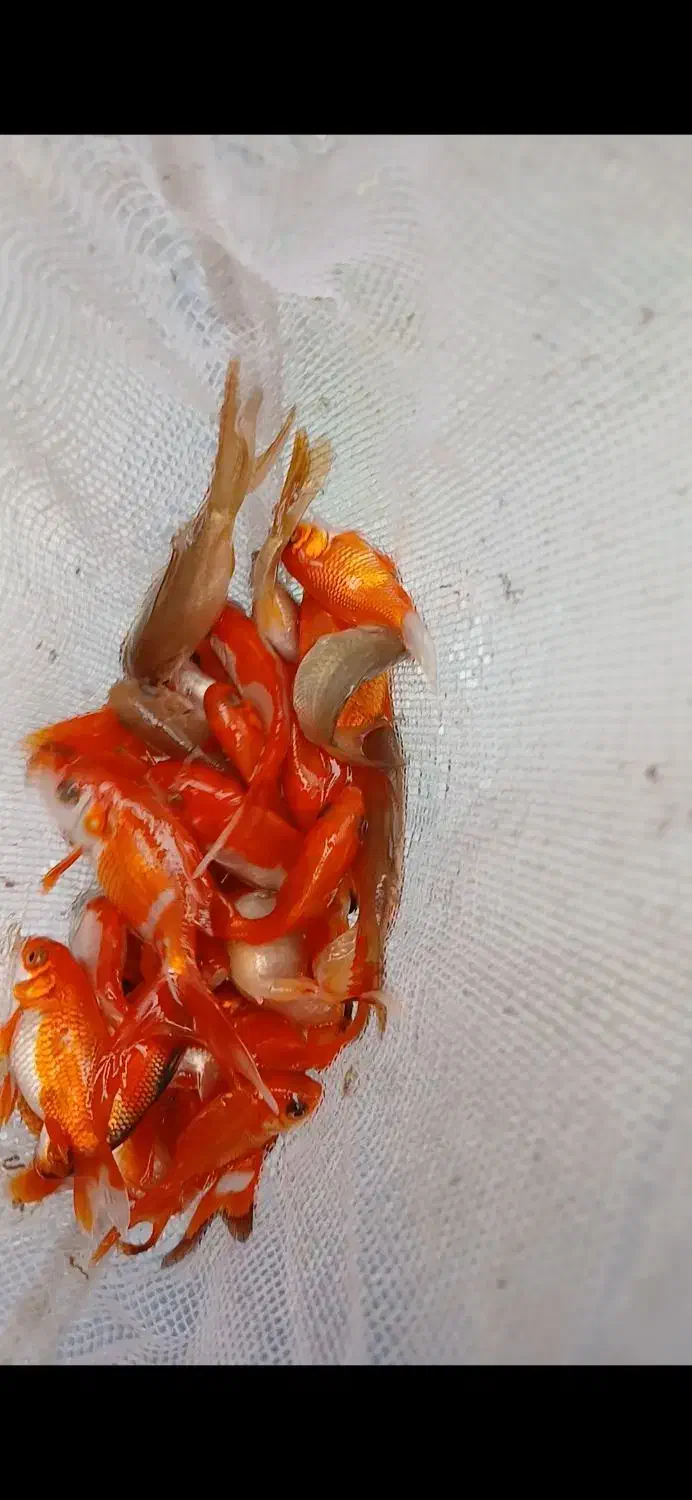 ماهی قرمز|ماهی|علی‌آباد کتول, |دیوار