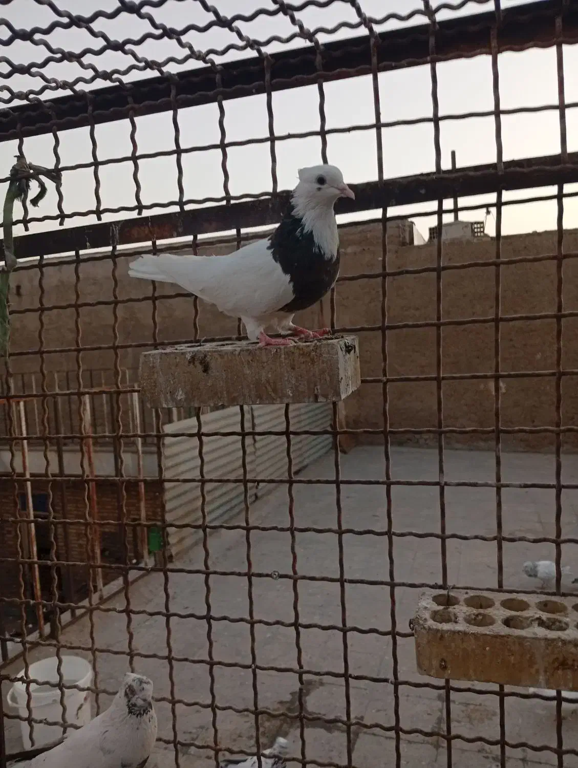 کفتر طوقی|پرنده|اهواز, منبع اب|دیوار