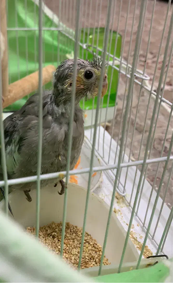 جوجه عروس ۴۰ روزه|پرنده|مشهد, هدایت|دیوار