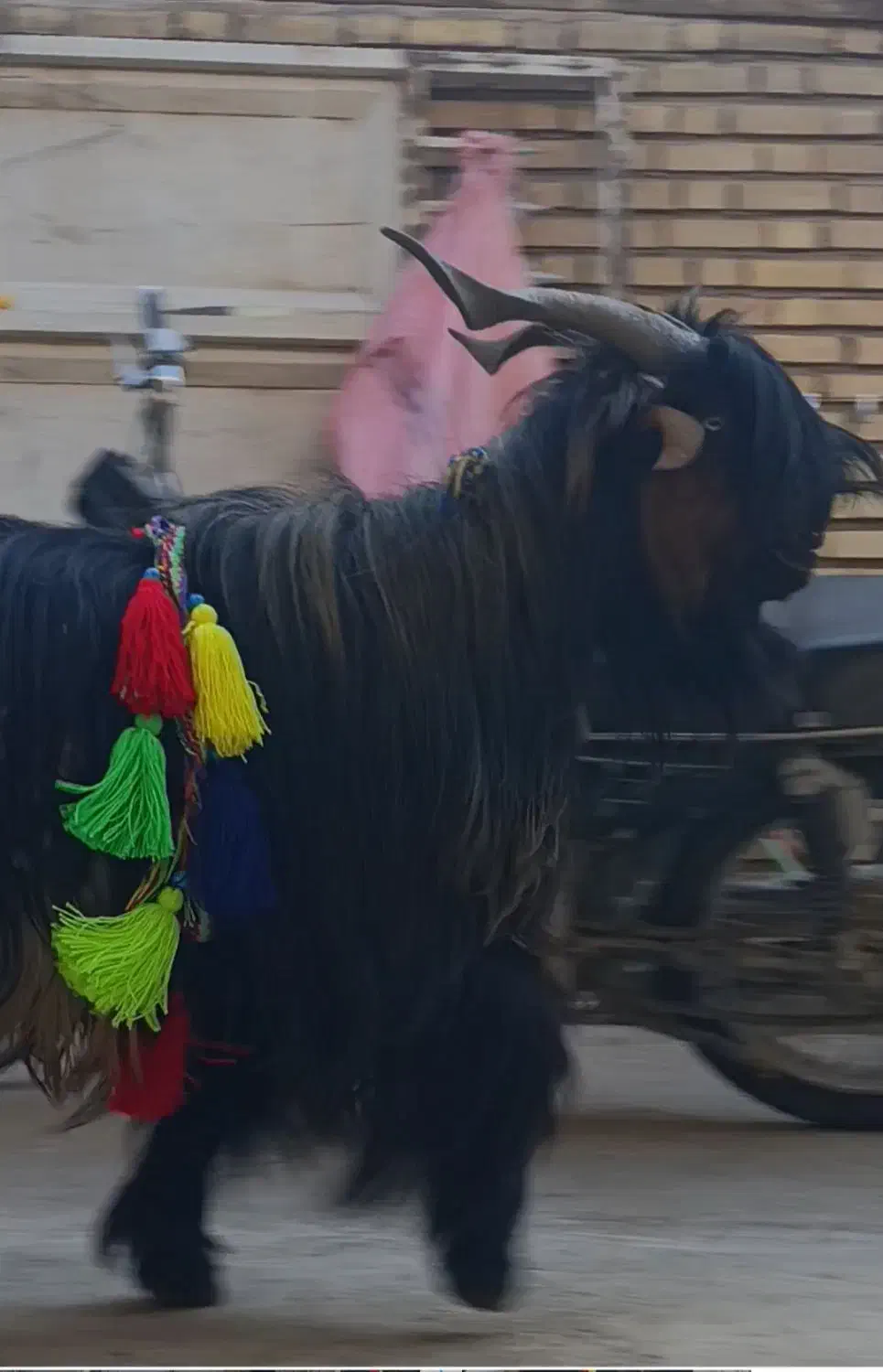 تیشتر نر|حیوانات مزرعه|شوشتر, |دیوار