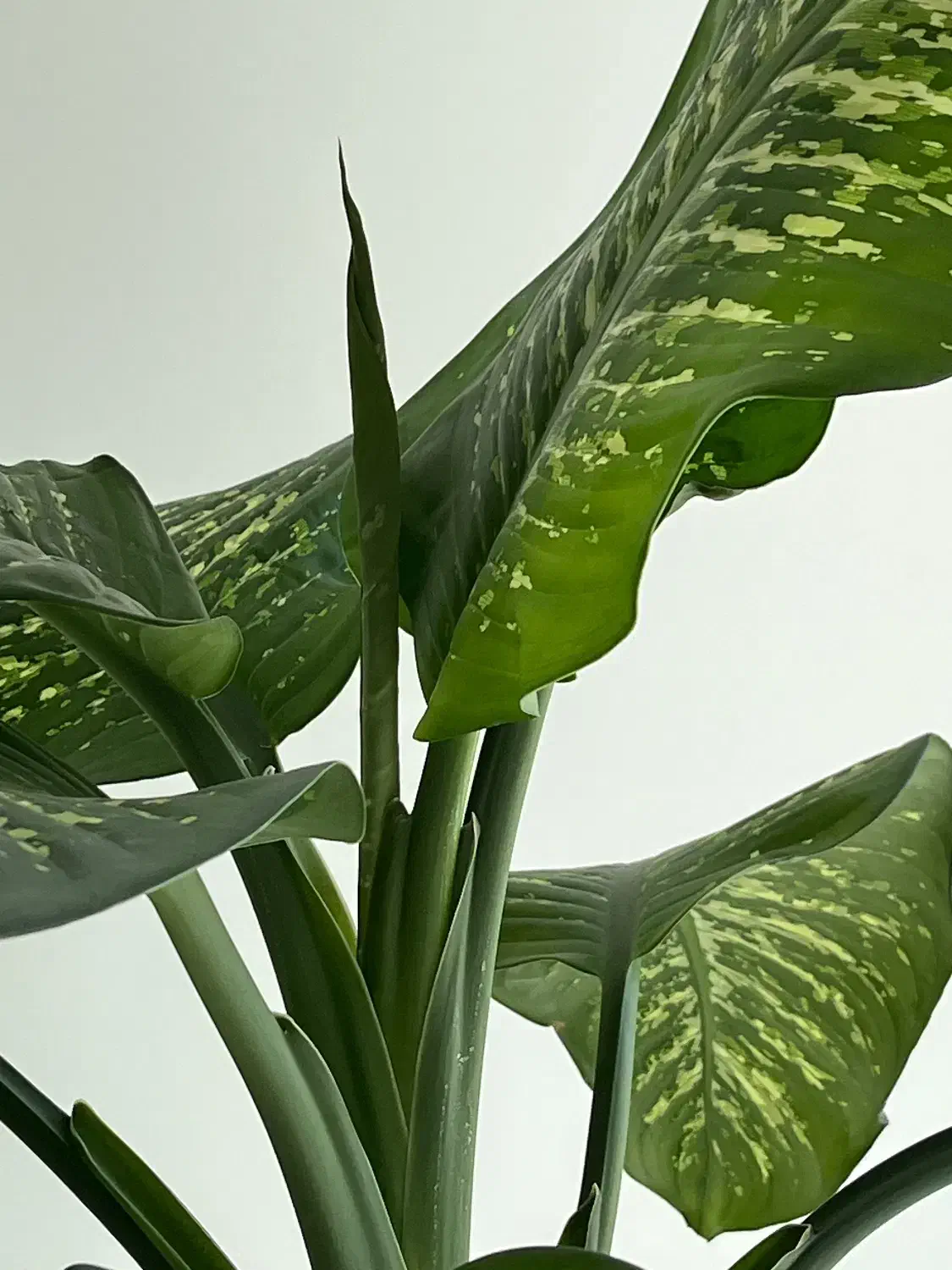 فروش گل دفین باخیا|گل و گیاه طبیعی|تهران, حکیمیه|دیوار