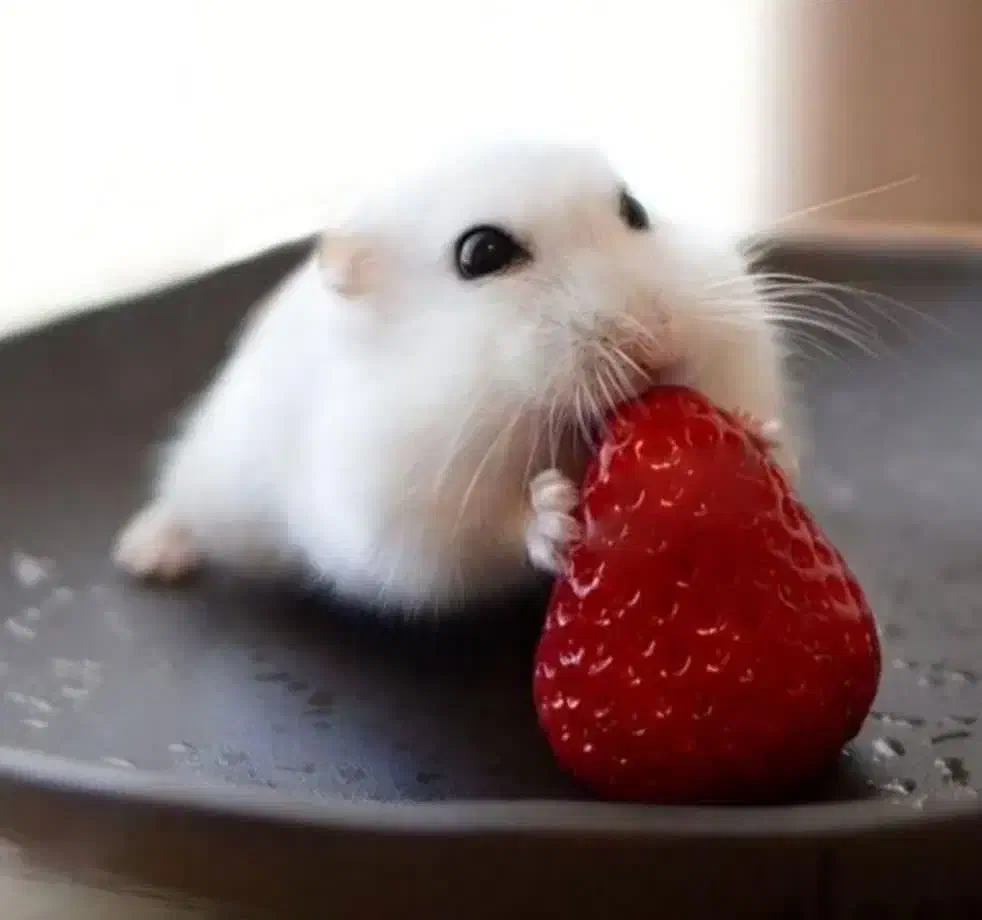 انواع نژاد همستر بندانگشتی کمپل سوری وسایل بازی|موش و خرگوش|اصفهان, غدیر|دیوار