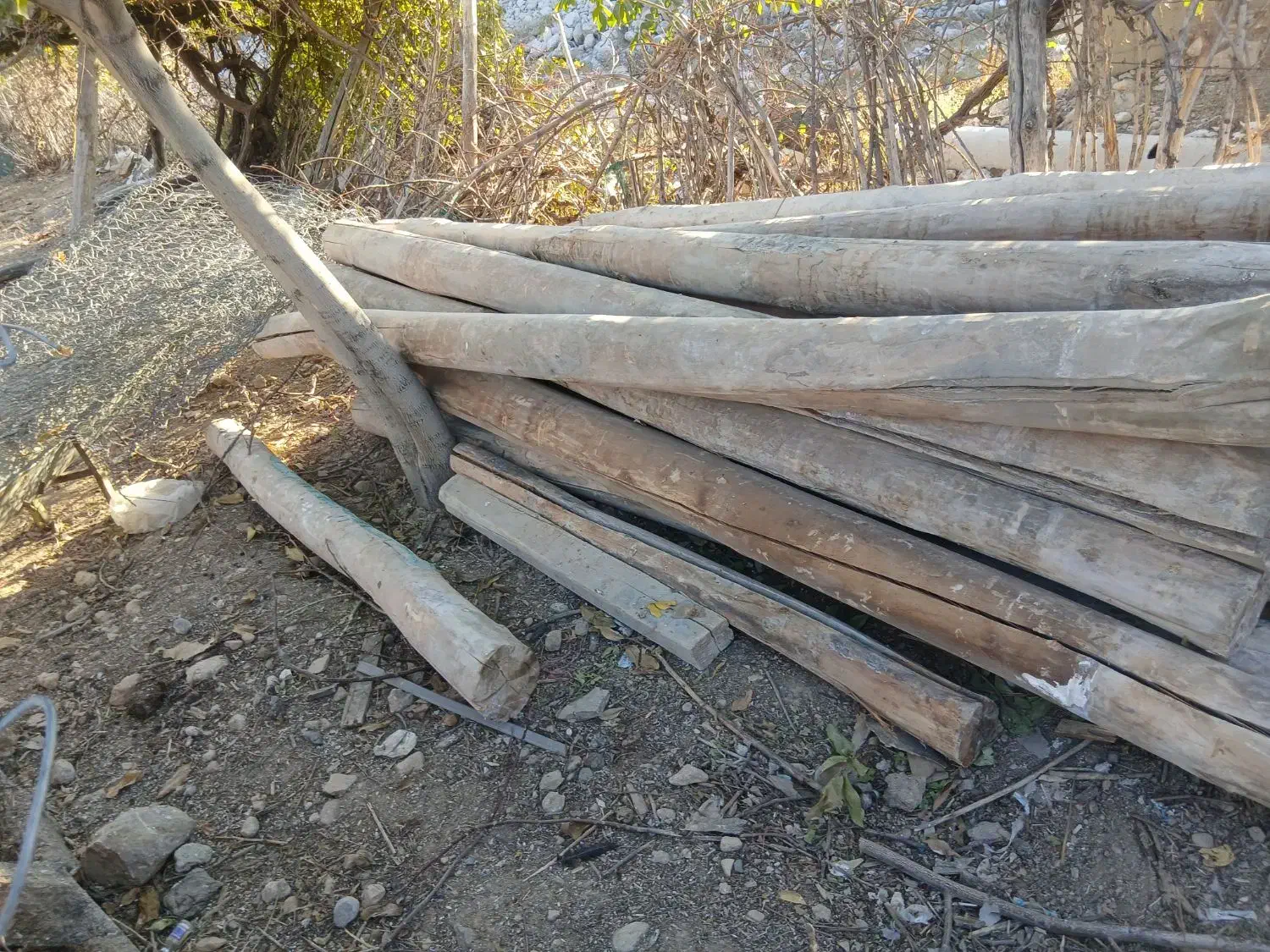 خریدار انواع چوب|خدمات باغبانی و درختکاری|الشتر, |دیوار