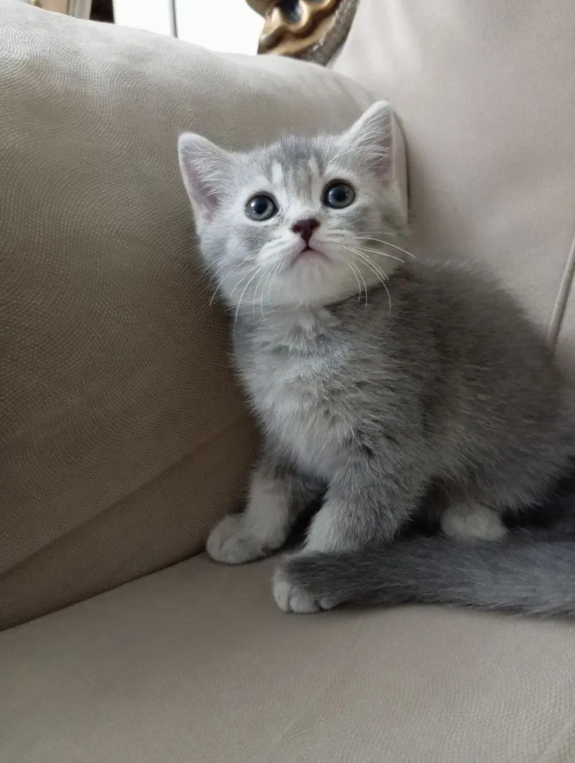 اسکاتیش سیلور|گربه|کرج, گلشهر|دیوار