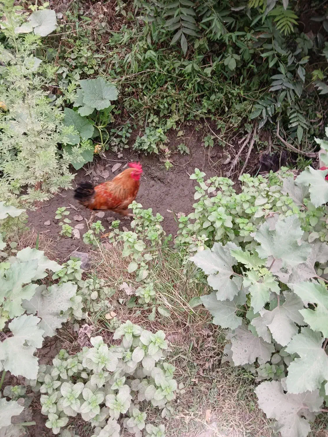 ۲ تا خروس|حیوانات مزرعه|شاندرمن, |دیوار