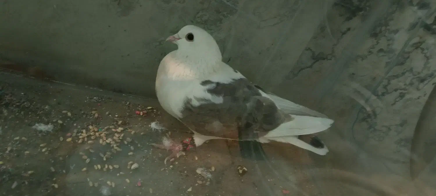 کبوتر کفر|پرنده|مشهد, تربیت (صدف)|دیوار