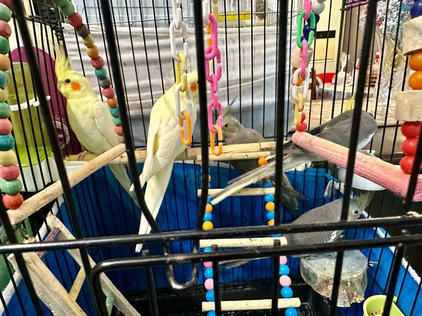 عروس هلندی(8 تا)|پرنده|شاهین‌شهر, خانه کارگر|دیوار