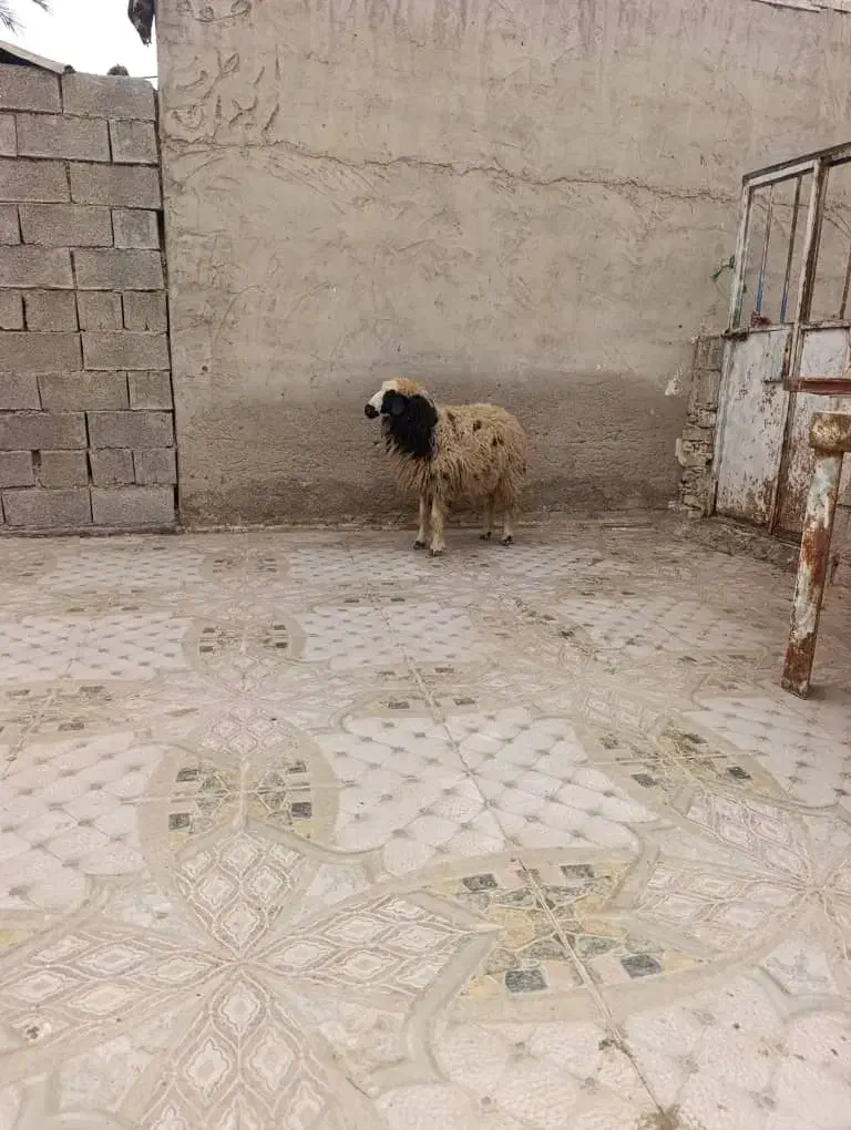 یک‌عدد‌بره‌|حیوانات مزرعه|چمران, |دیوار