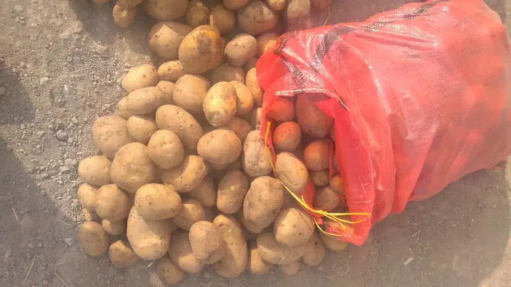 خرید وفروش سیب زمینی|خوردنی و آشامیدنی|بهار, |دیوار