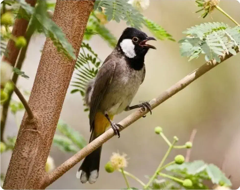 سهره خرمایی|پرنده|اصفهان, بوستان ناژوان|دیوار