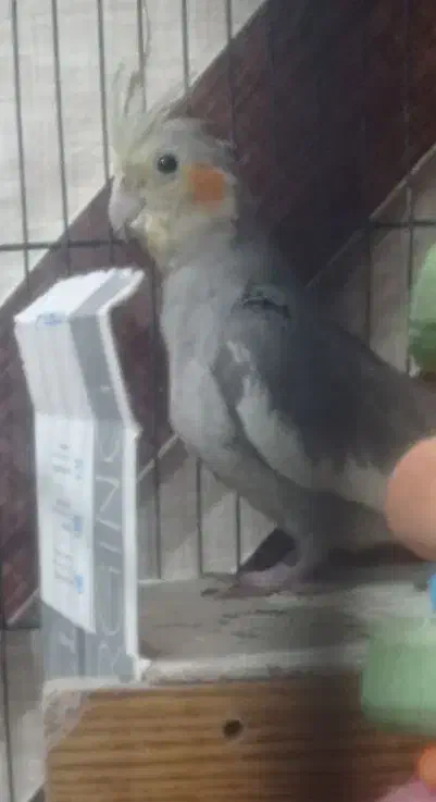 عروس هلندی سالم رودبار|پرنده|رودبار (کرمان), |دیوار