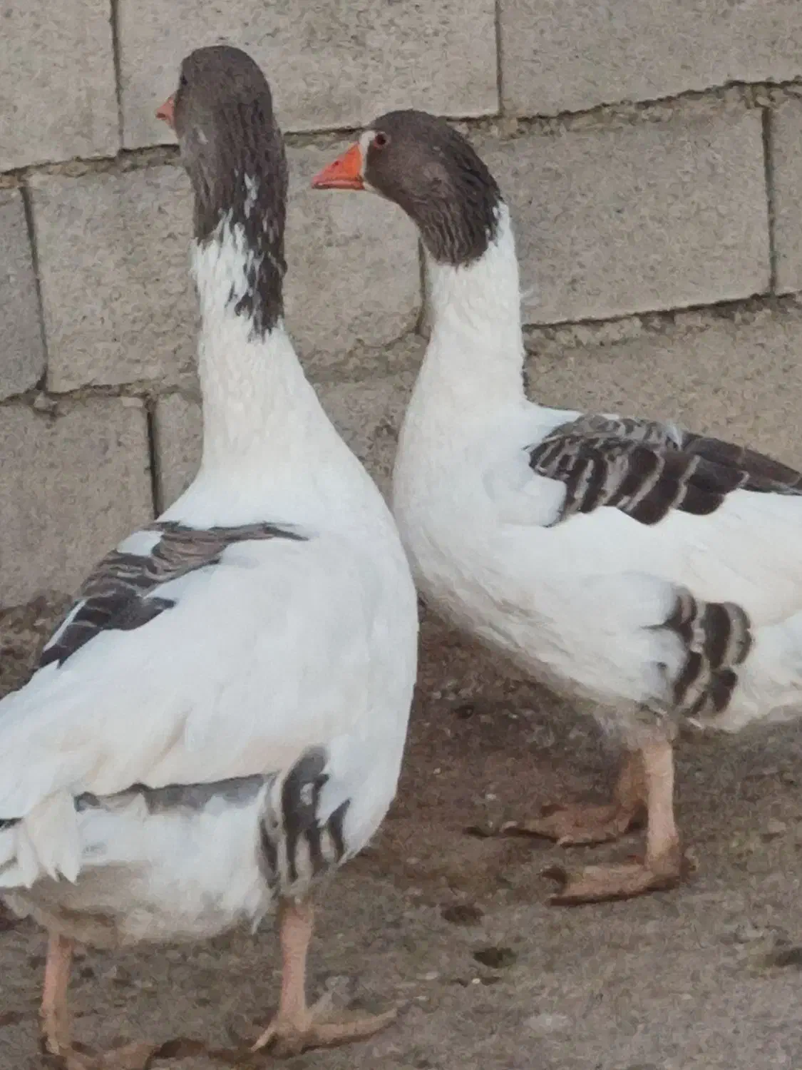 غازمحلی|حیوانات مزرعه|یاسوج, |دیوار