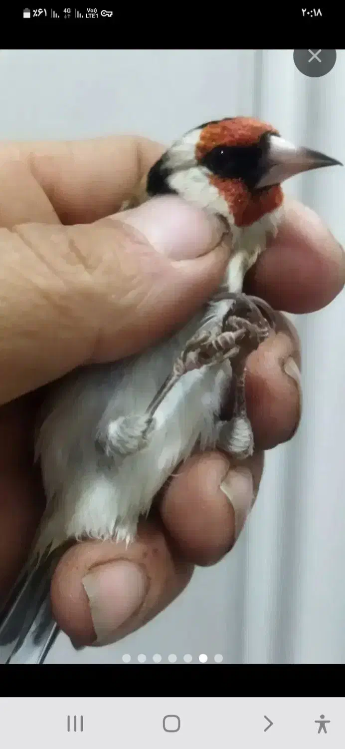 سهره باغی|پرنده|کوهدشت, |دیوار