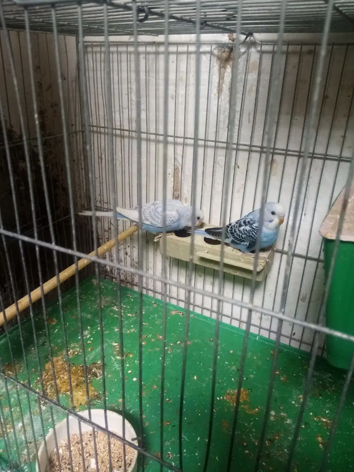 مرغ عشق|پرنده|مرودشت, ژیان|دیوار