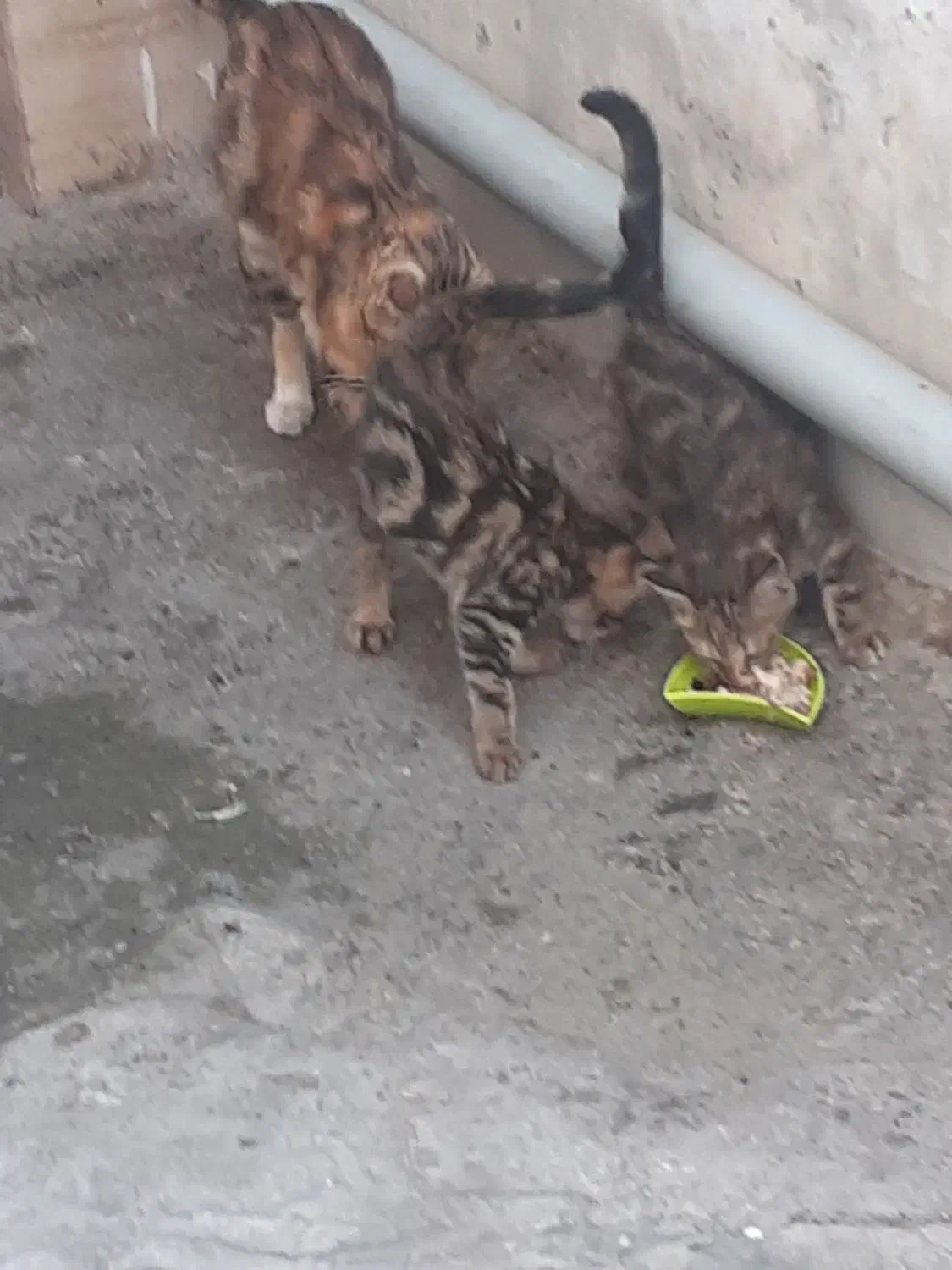 گربه آشرا|گربه|احمدآبادمستوفی, |دیوار