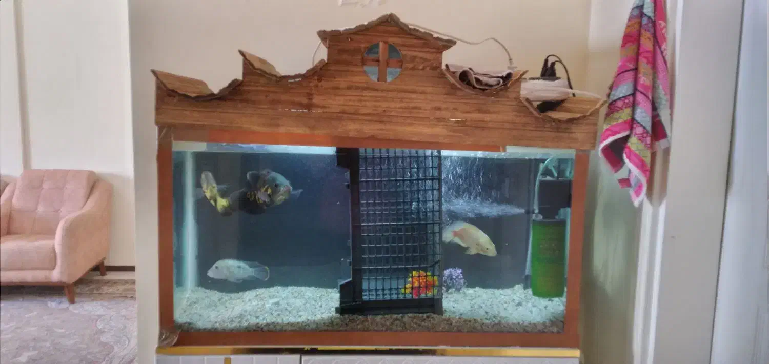 آکواریوم|ماهی|پردیس, فاز ۱۱|دیوار