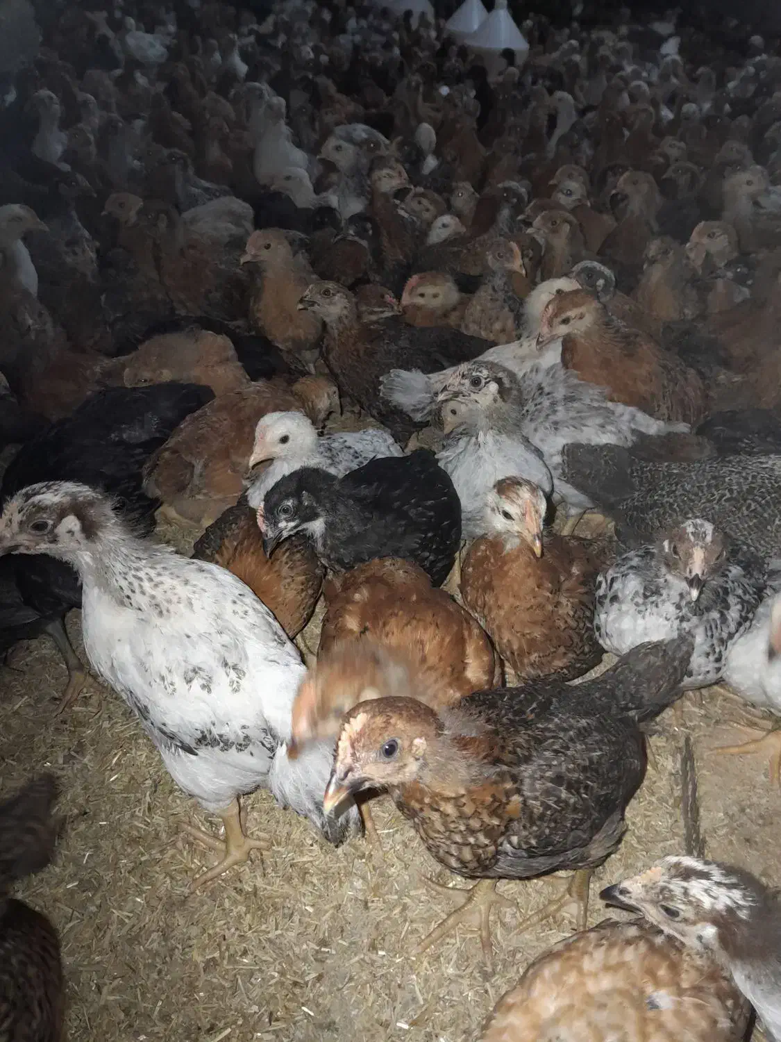 جوجه مرغ و خروس محلی یک ماهه نژاد گلپایگان|حیوانات مزرعه|ساری, |دیوار