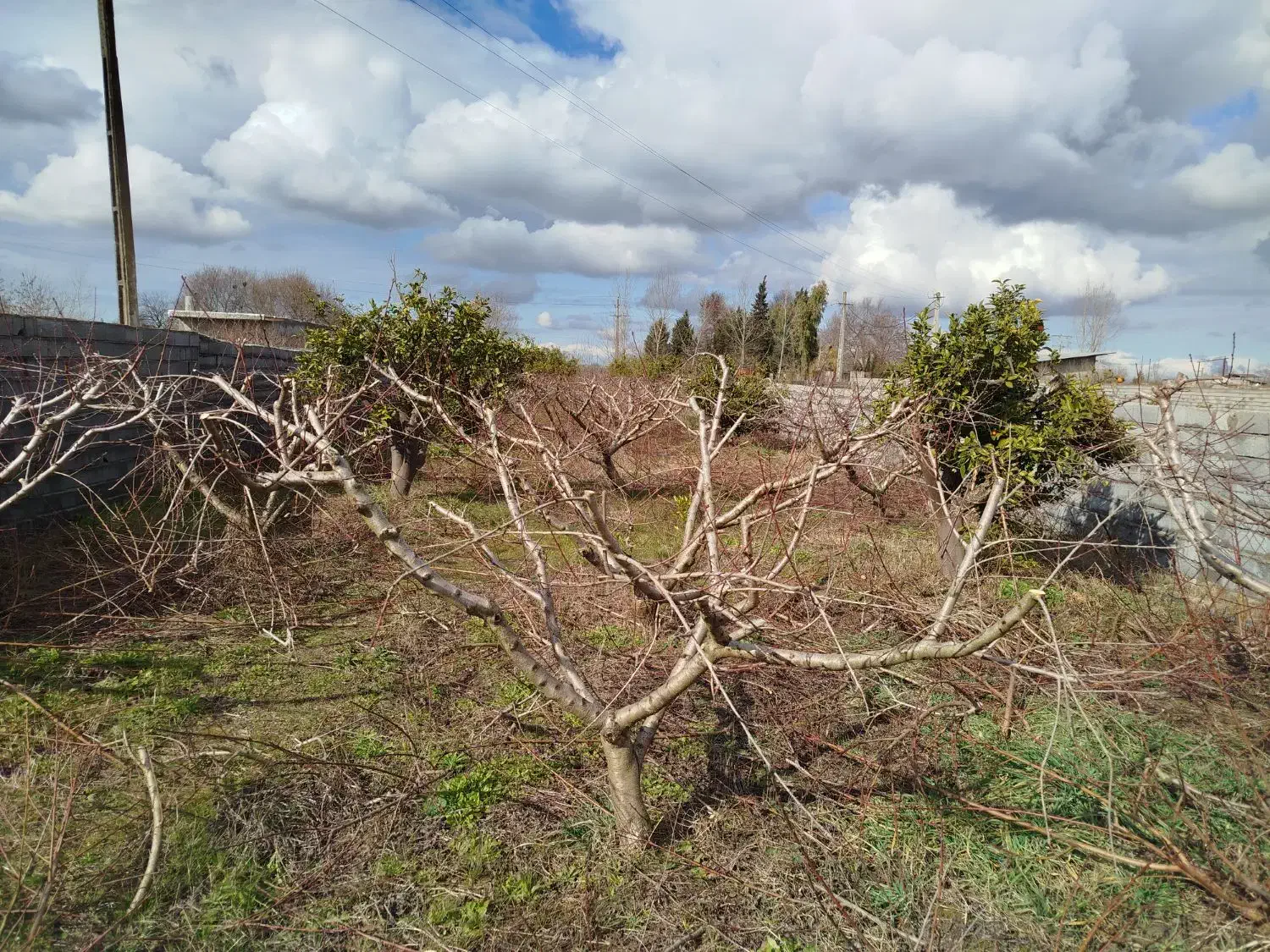 هرس هلو شلیل و مرکبات|خدمات باغبانی و درختکاری|ساری, |دیوار