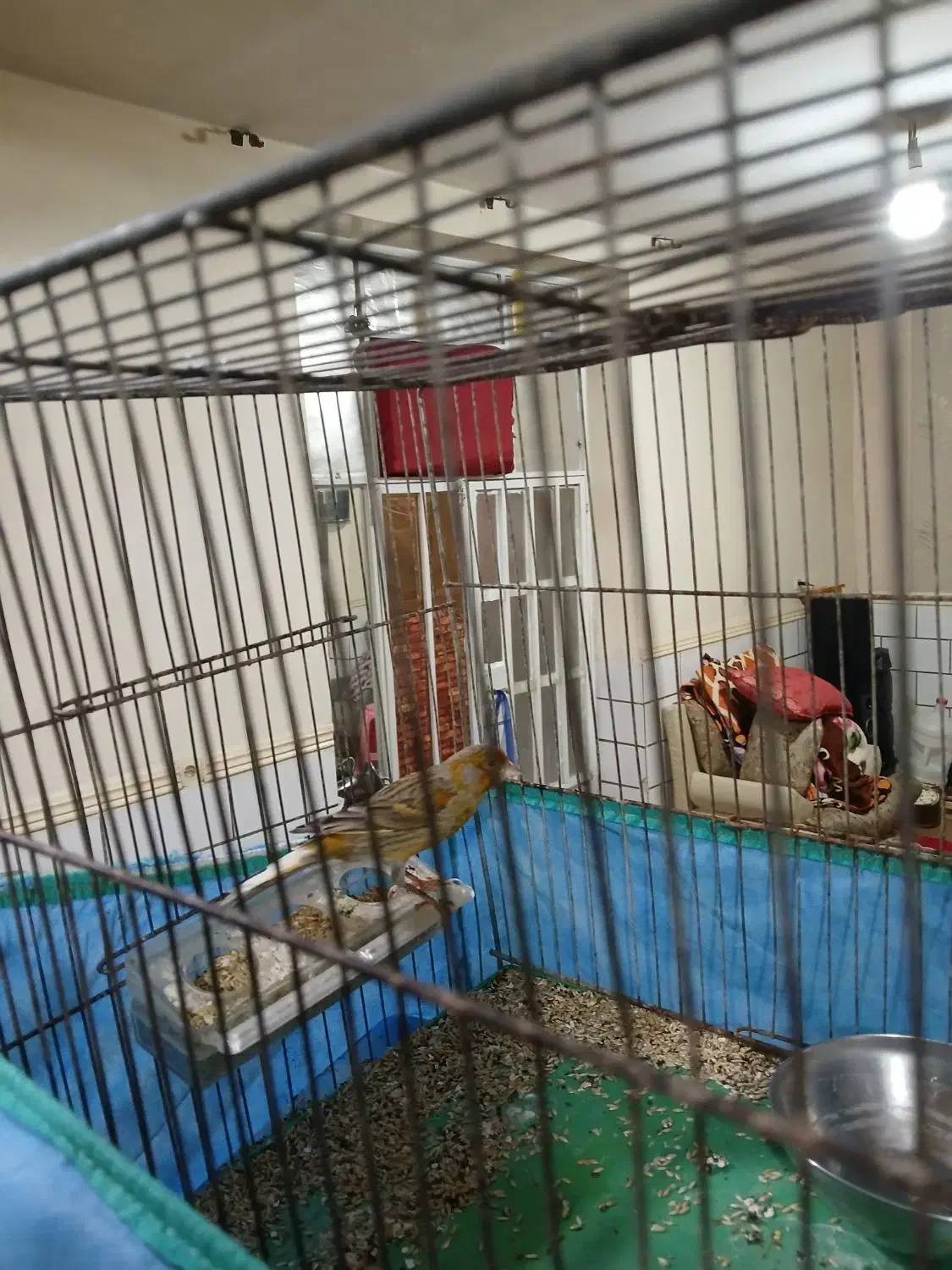 قناری نر|پرنده|رامهرمز, |دیوار