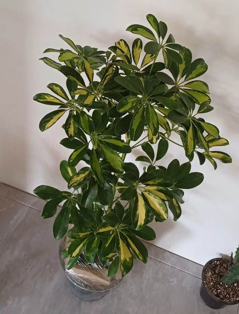 فروش انواع گل و گیاه آپارتمانی|گل و گیاه طبیعی|خاش, |دیوار