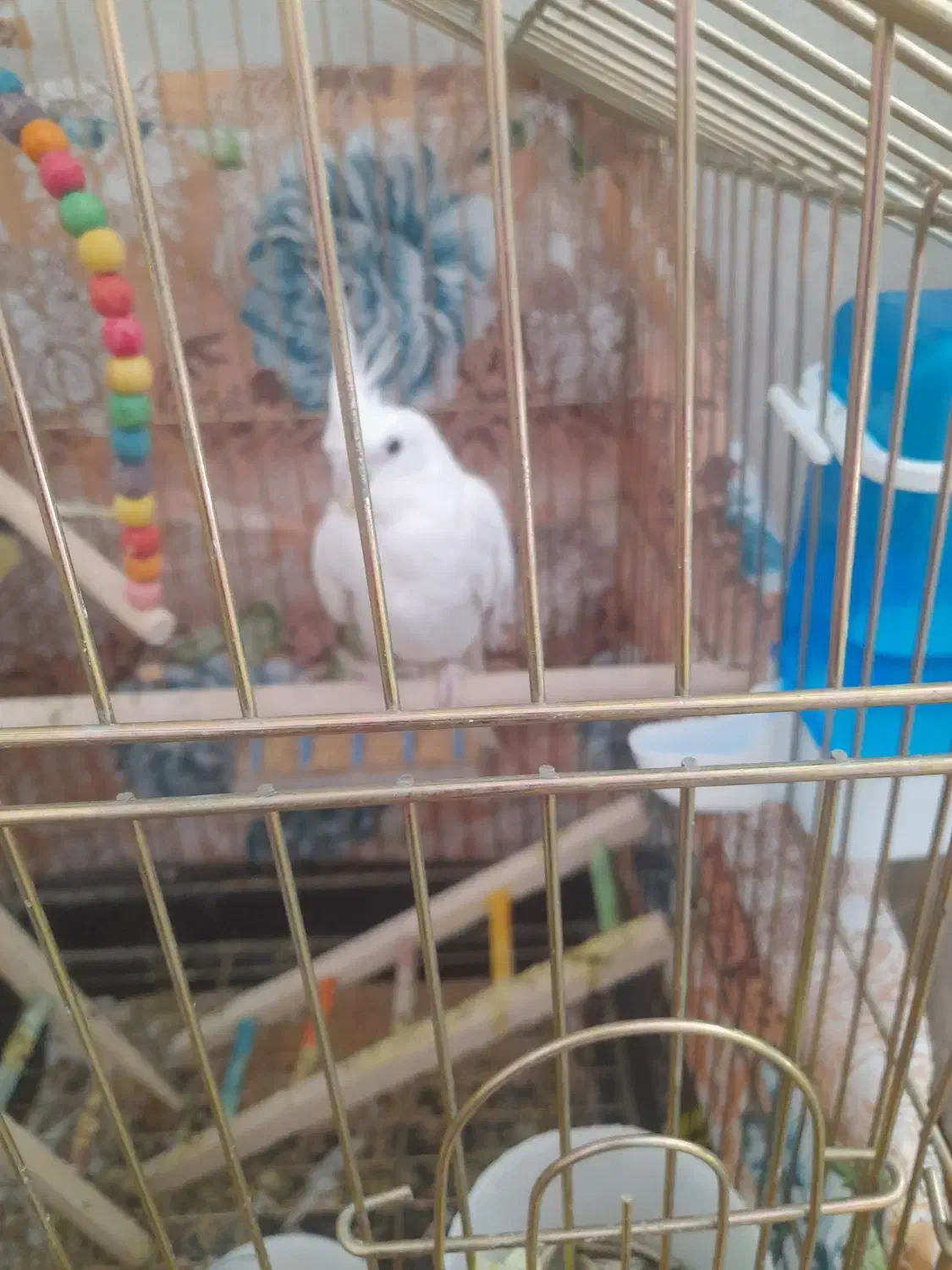 فروش عروس هلندی|پرنده|سیستان, |دیوار