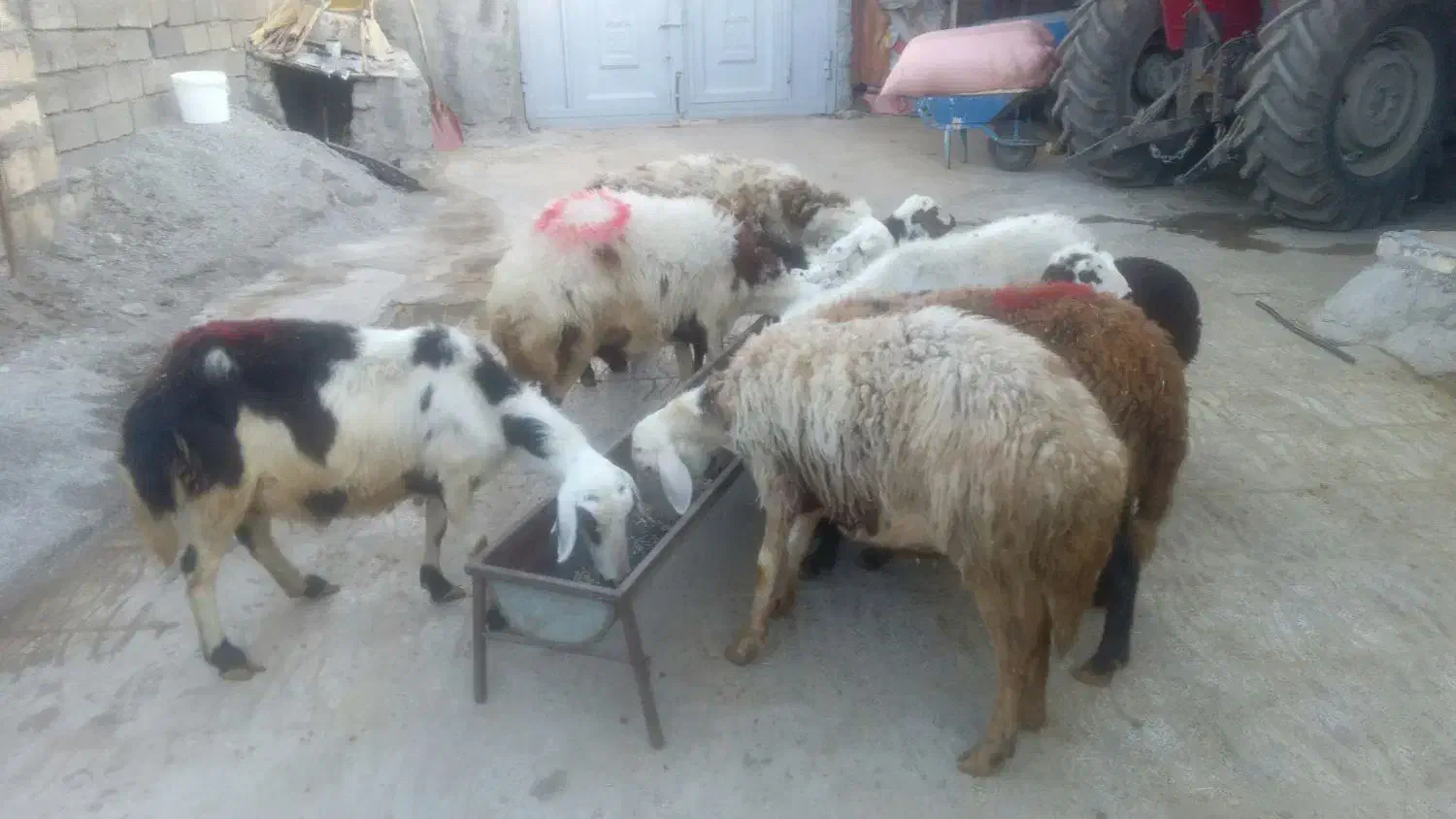 میش و بره|حیوانات مزرعه|فیروزآباد (لرستان), |دیوار