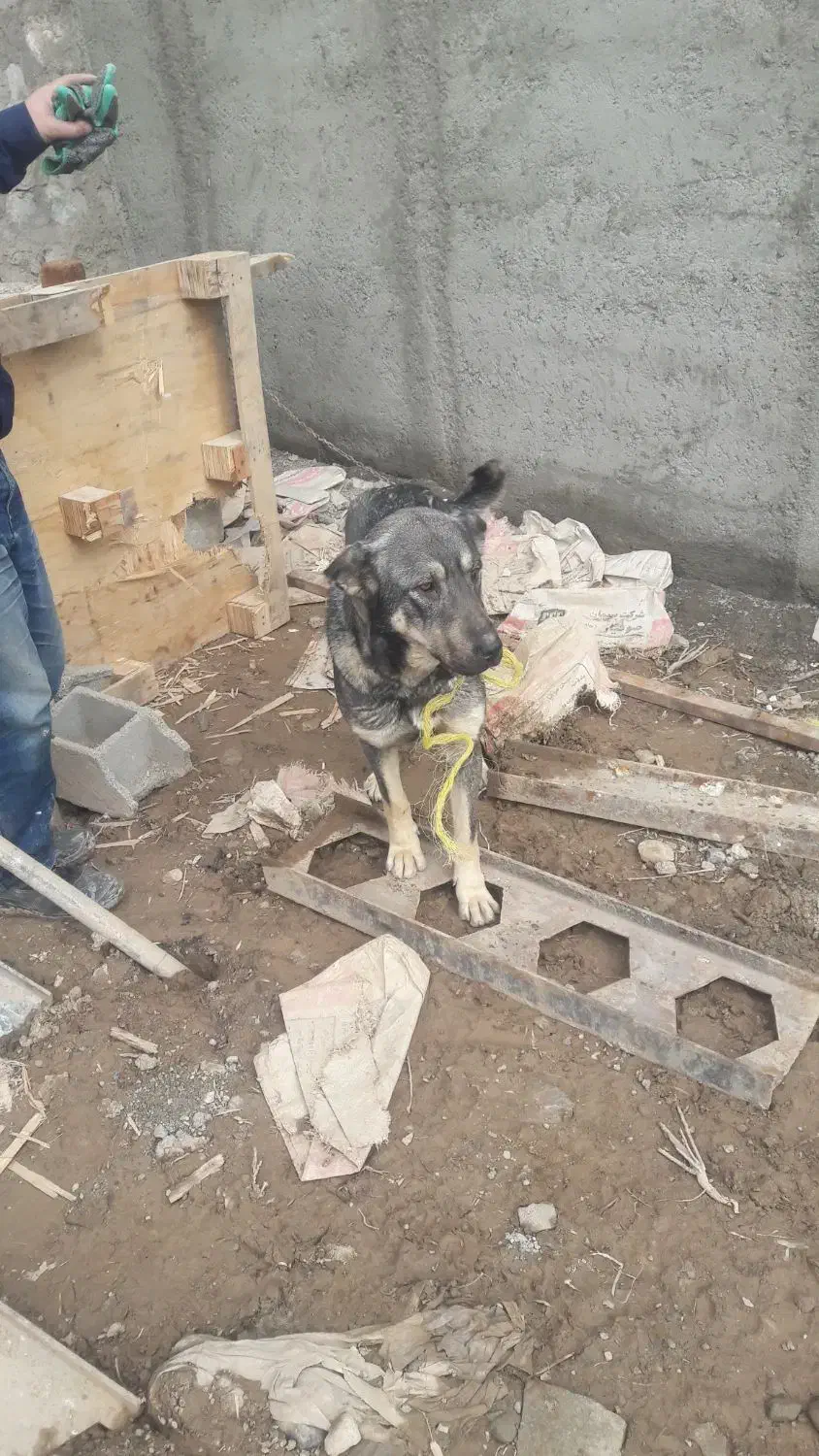 سگ عراقی|سگ|صوفیان, |دیوار