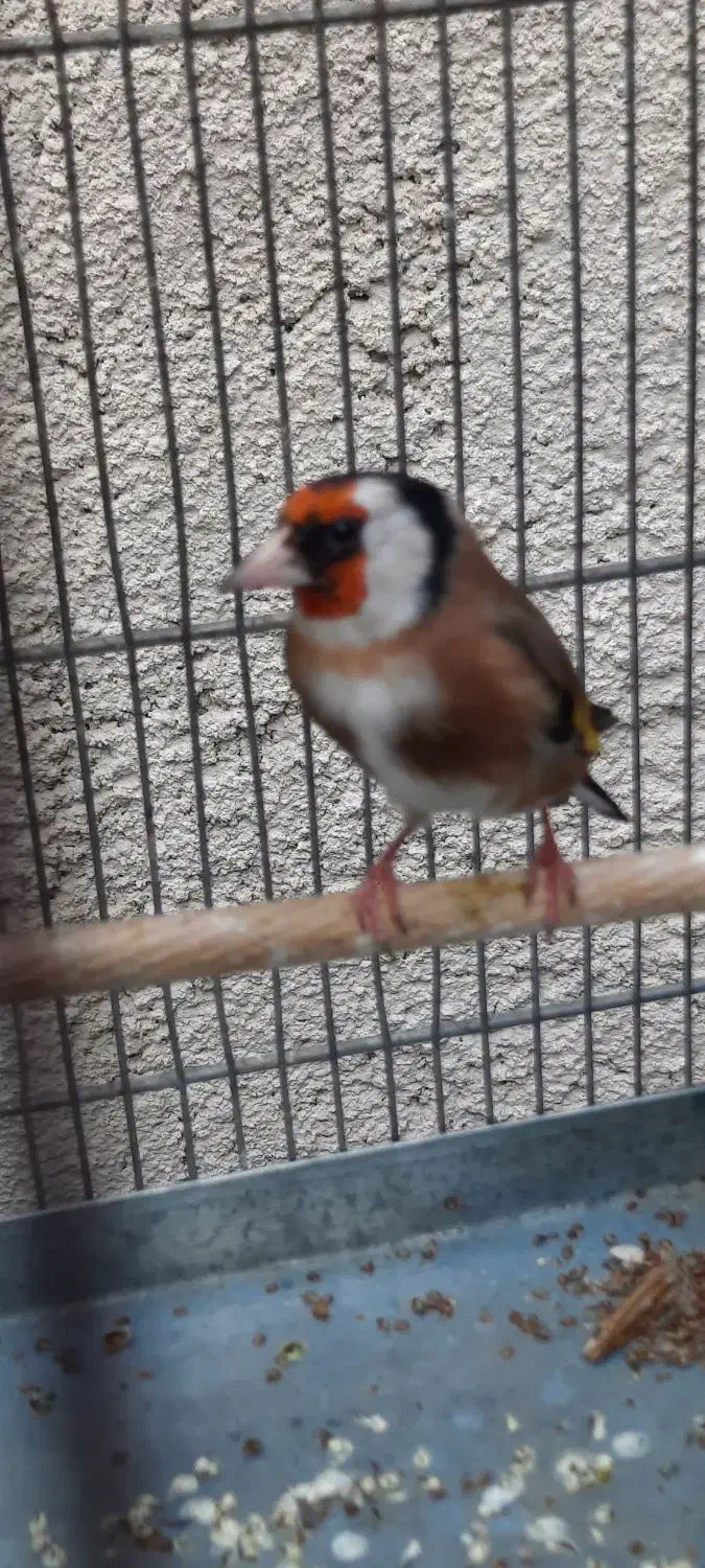 سهره دوساله پامست.انگشتر.قناری.گرینجک.عروس هلندی|پرنده|کرمانشاه, |دیوار