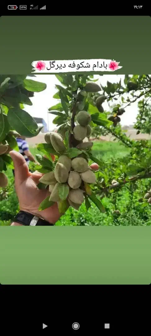 شلیل و بادام  نهال های درجه یک|خدمات باغبانی و درختکاری|خمین, |دیوار