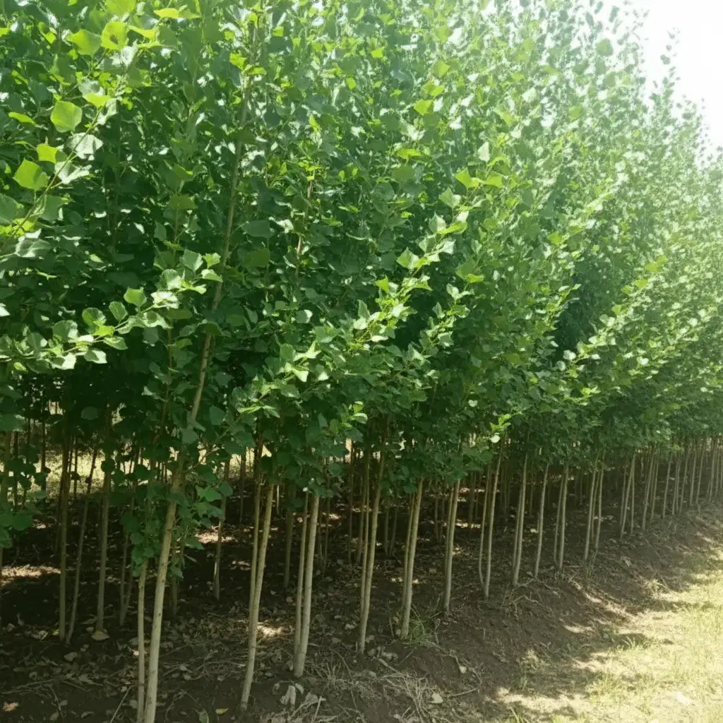 نهال صنوبر نیگرا سریع‌ترین راه برای درآمدزایی|خدمات باغبانی و درختکاری|اردبیل, |دیوار